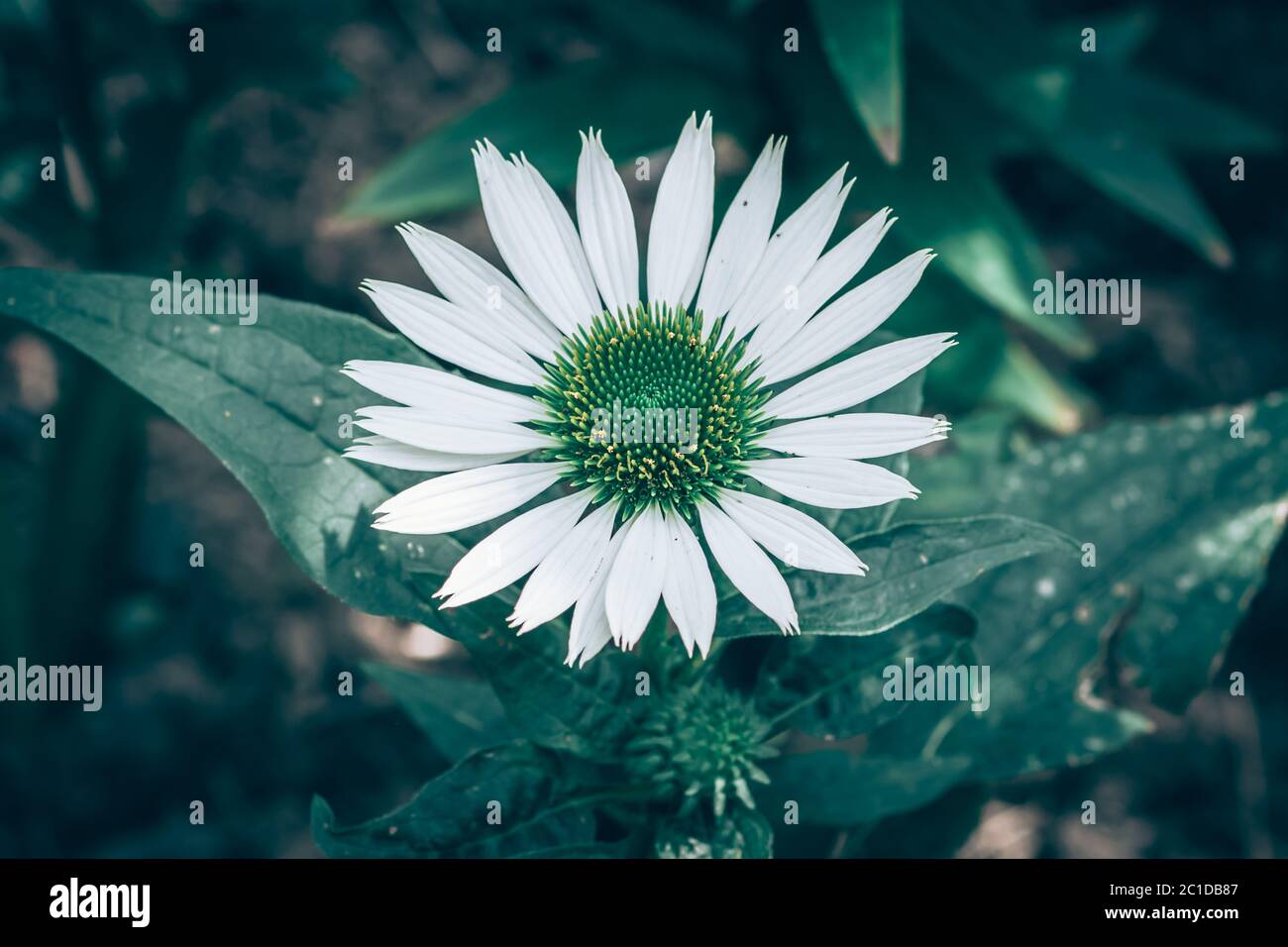 beauty in the nature - white medical echinacea flower and green leaves Stock Photo