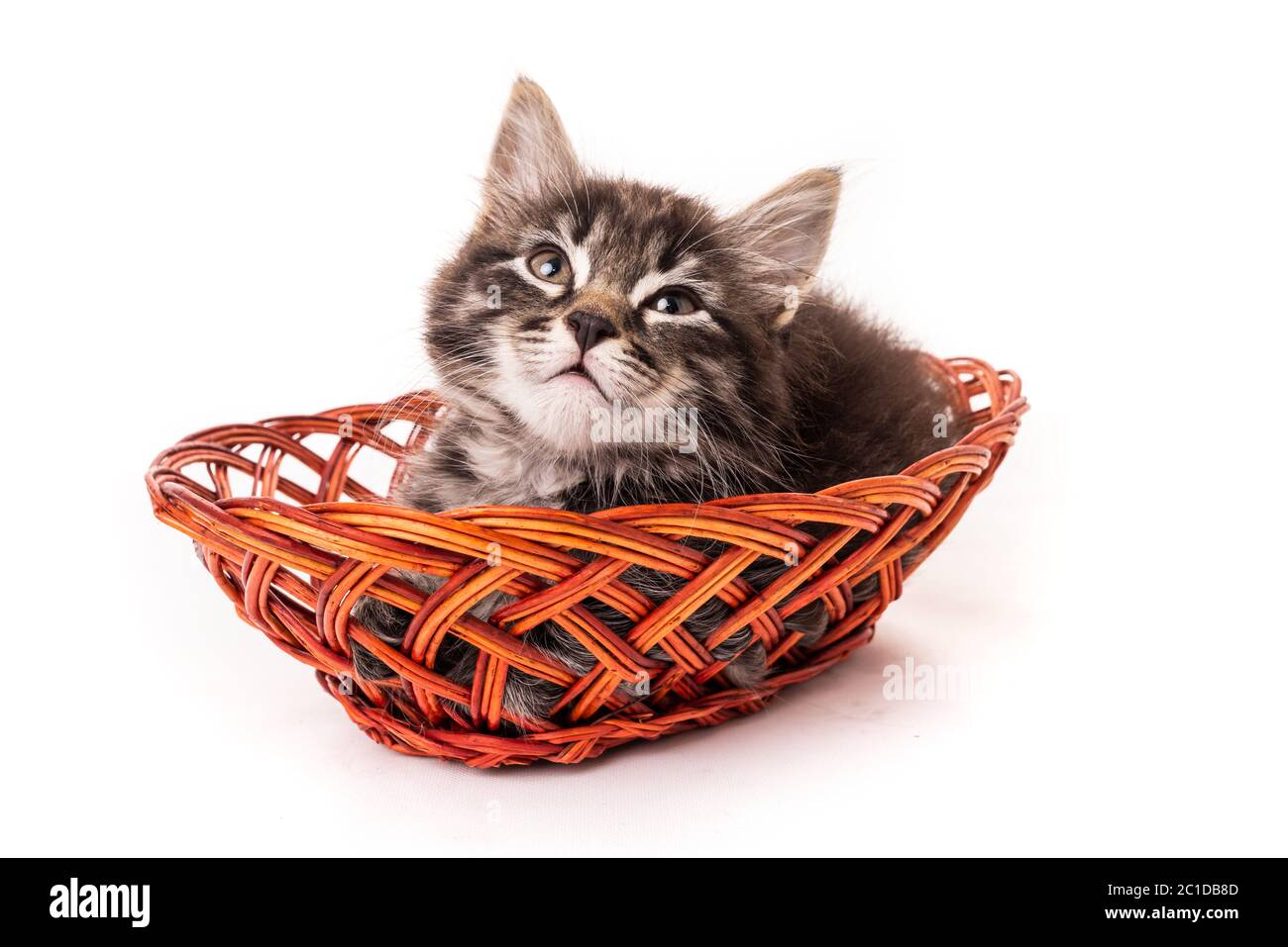 Cute little kitten in wicker basket on white background Stock Photo - Alamy