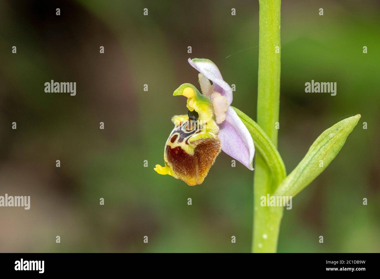 Ophrys holosericea Ophrys exaltata tyrrhena orchid wild flower macro Stock Photo