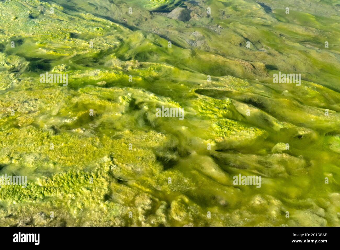 Polluted river detail hi-res stock photography and images - Alamy