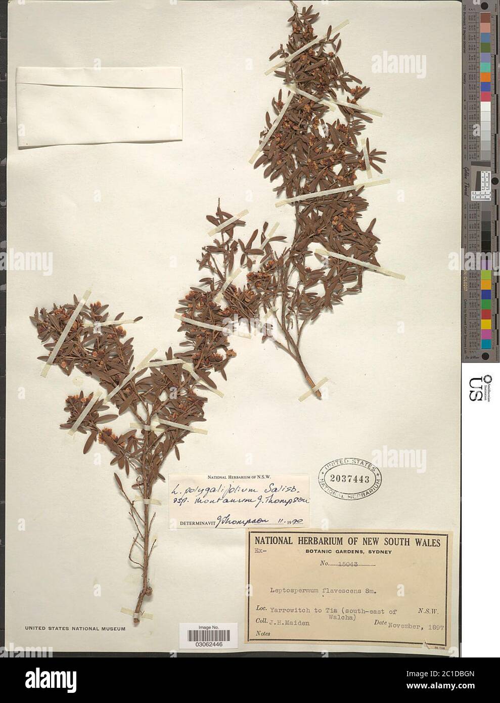 Leptospermum polygalifolium subsp montanum Joy Thomps Leptospermum polygalifolium subsp montanum Joy Thomps. Stock Photo