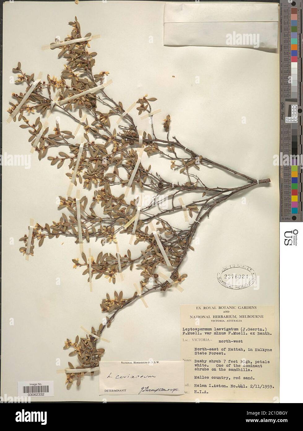 Leptospermum coriaceum F Muell ex Miq Cheel Leptospermum coriaceum F Muell ex Miq Cheel. Stock Photo