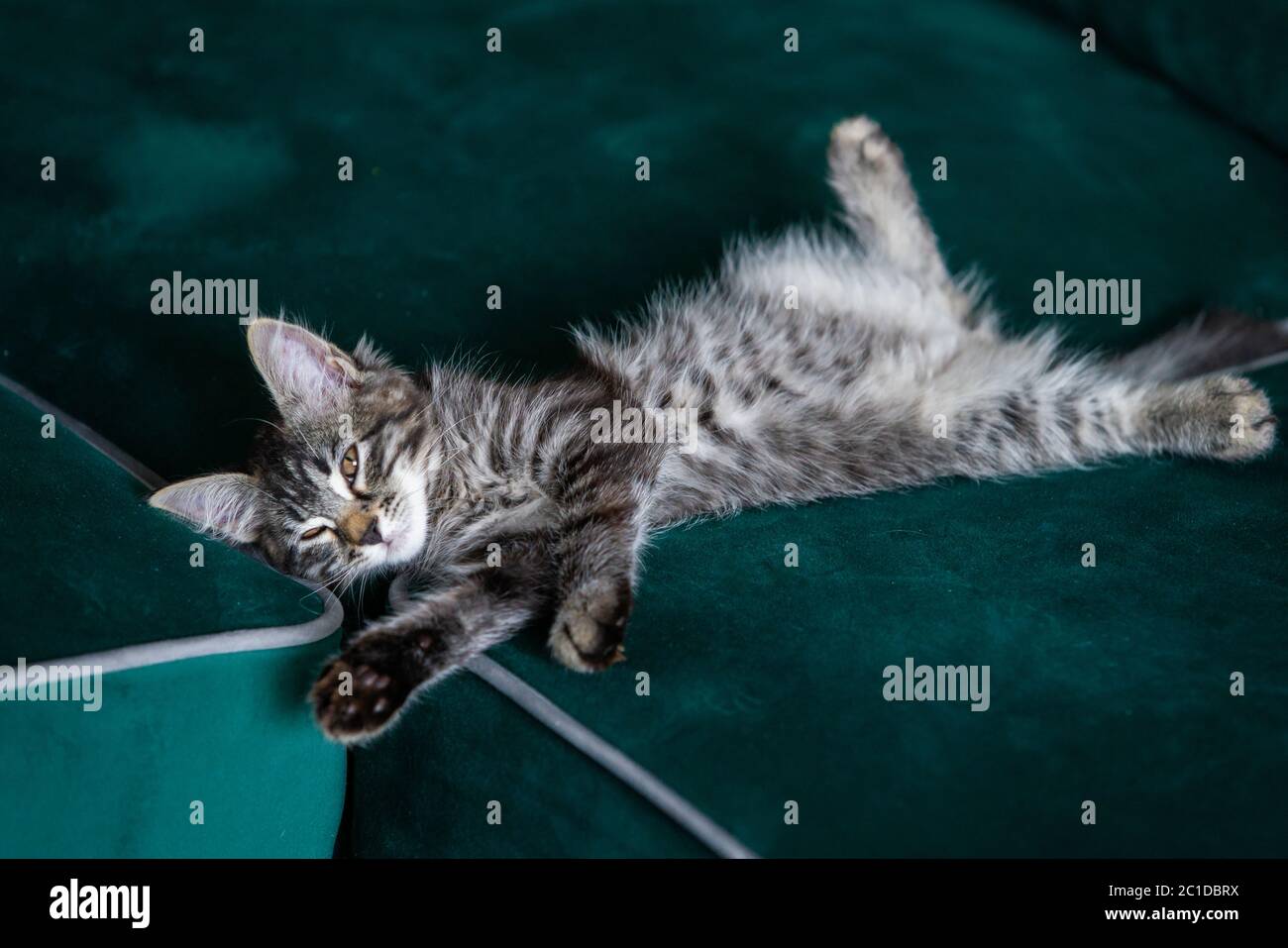 Kitten lying on the green sofa Stock Photo