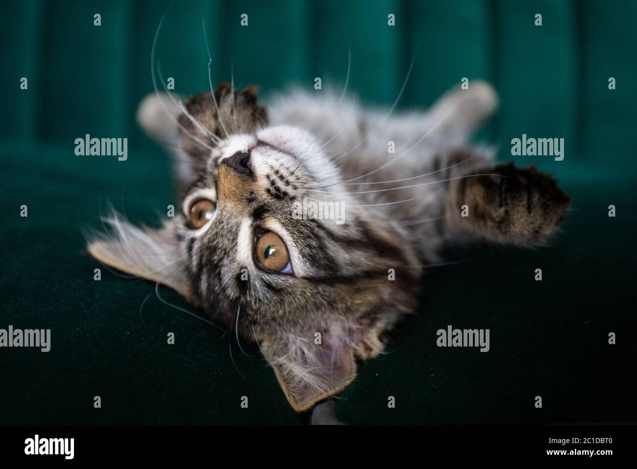 Kitten lying on the green sofa Stock Photo