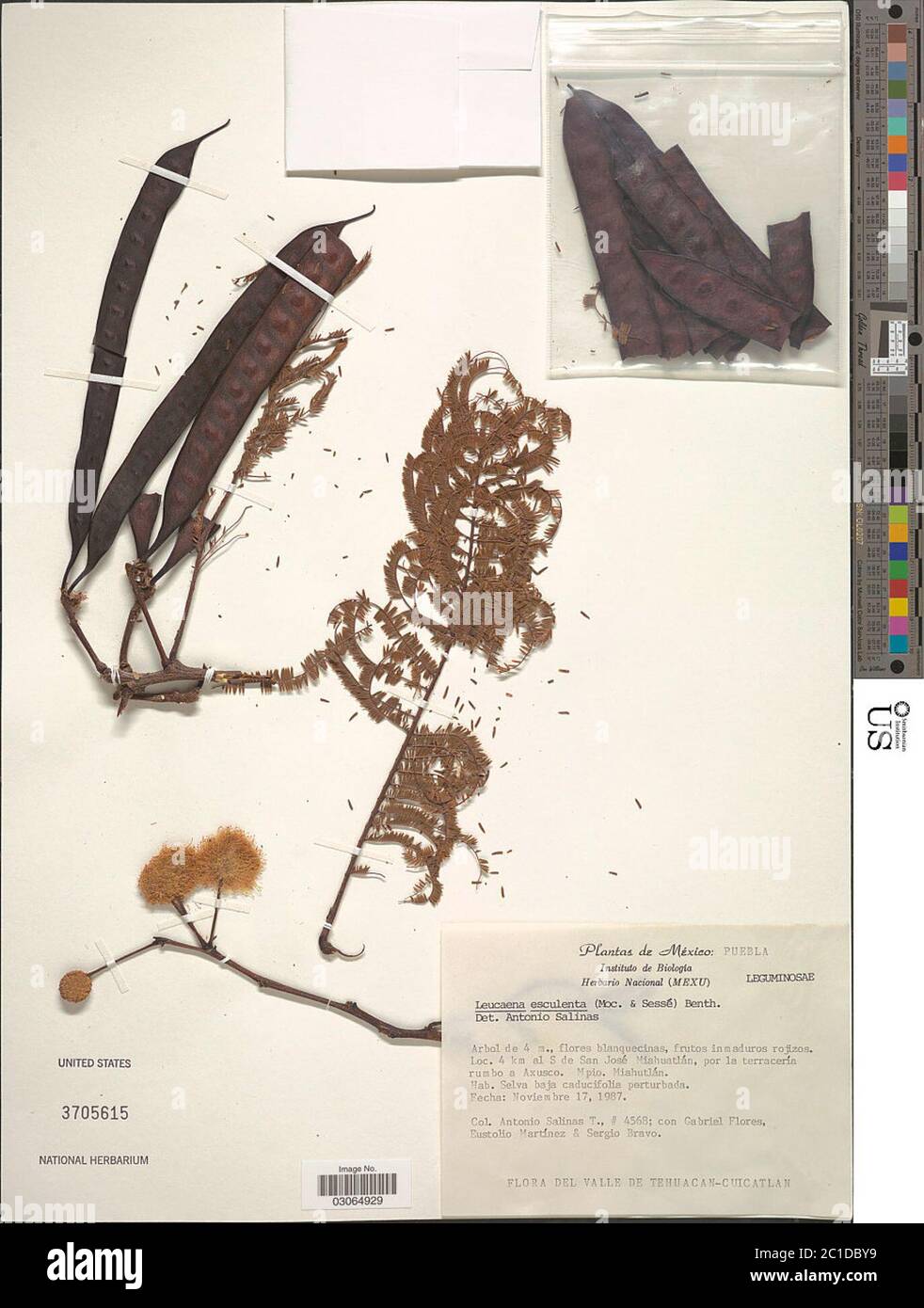 Leucaena esculenta Moc Sess ex DC Benth Leucaena esculenta Moc Sess ex