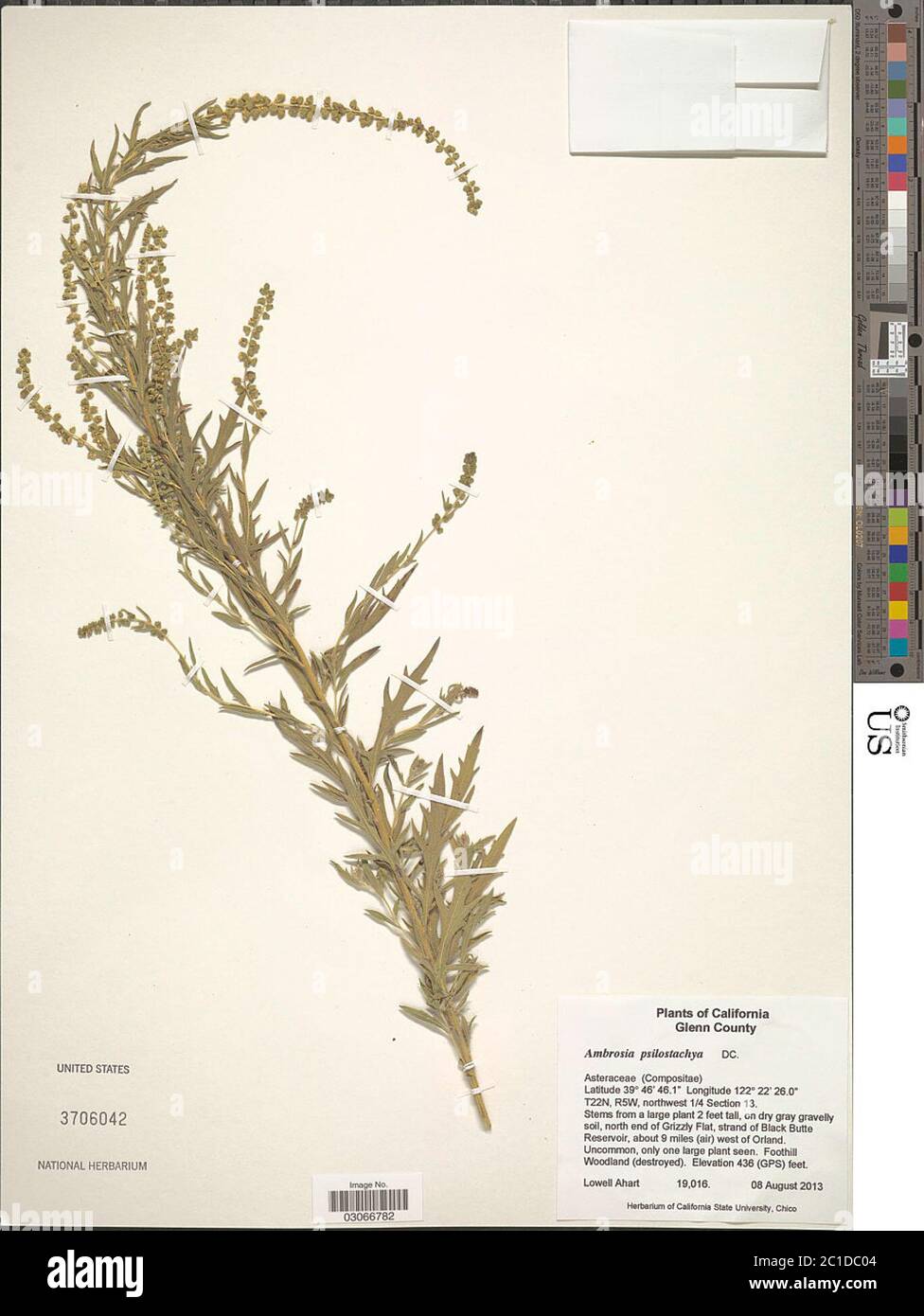 Ambrosia psilostachya DC Ambrosia psilostachya DC Stock Photo Alamy