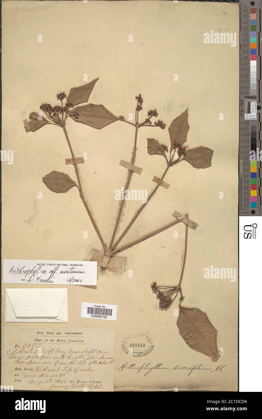 Arthrophyllum montanum Ridl Arthrophyllum montanum Ridl. Stock Photo