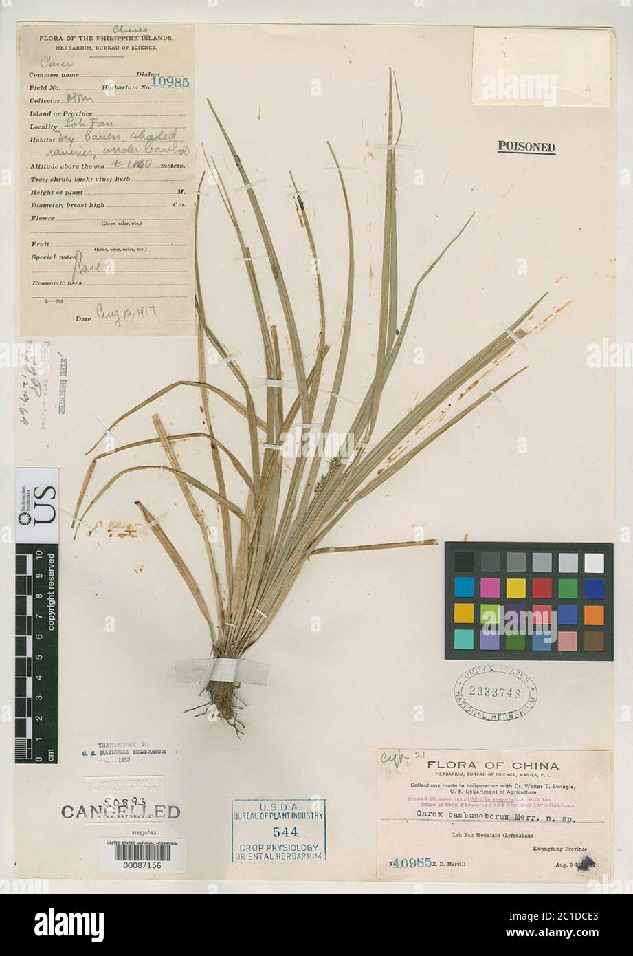 Carex bambusetorum Merr Carex bambusetorum Merr. Stock Photo