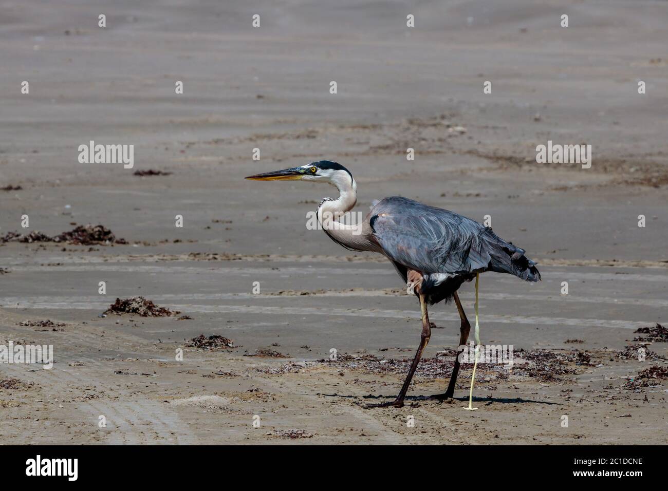 Great blue heron pooping on the beach Stock Photo