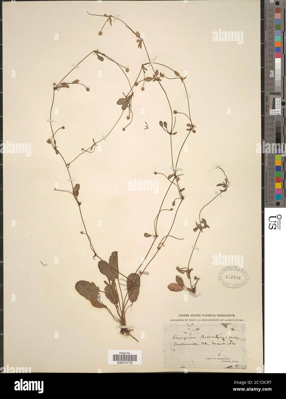 Eryngium baldwinii Spreng Eryngium baldwinii Spreng Stock Photo Alamy