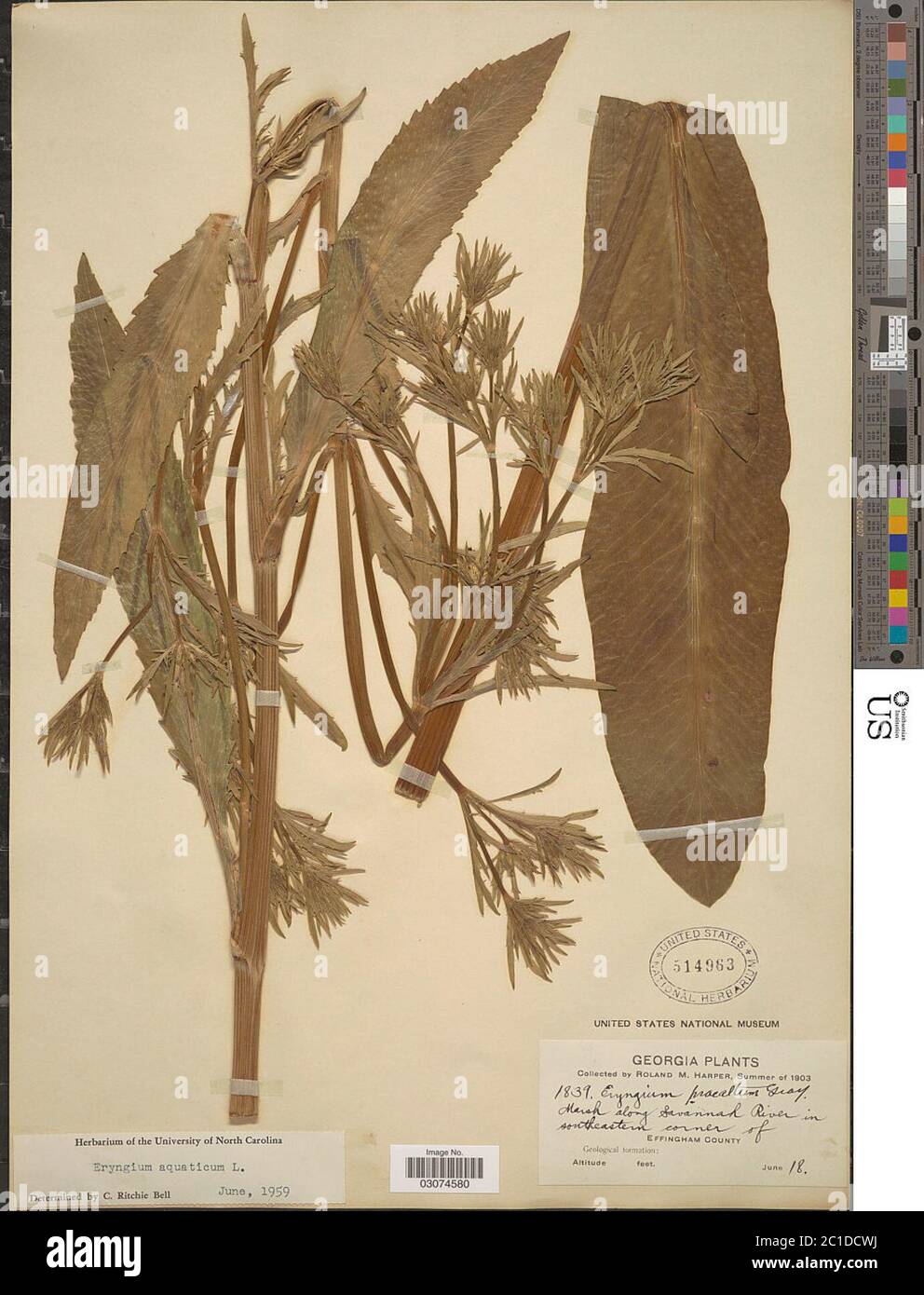 Eryngium aquaticum L Eryngium aquaticum L Stock Photo Alamy