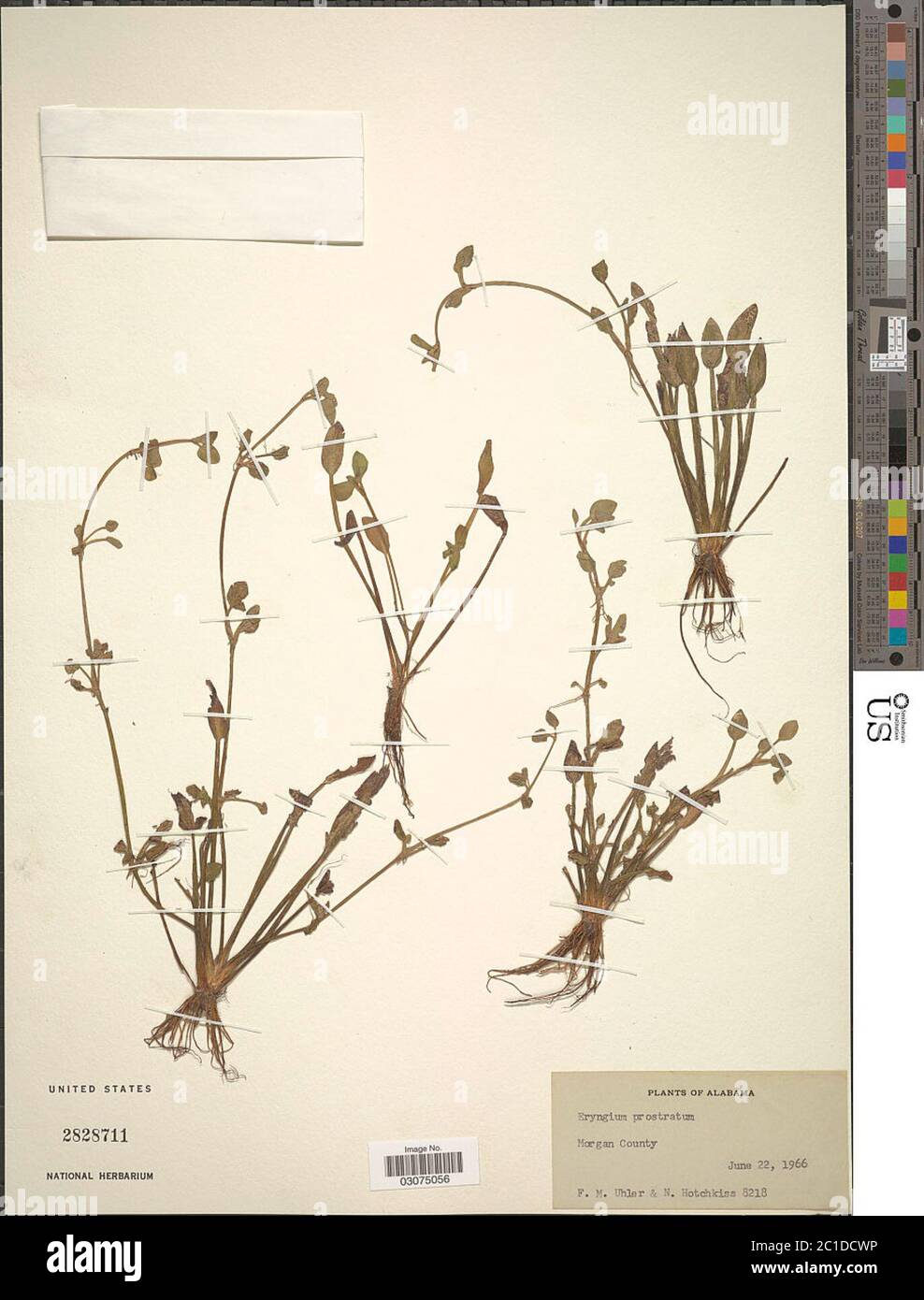 Eryngium prostratum Nutt ex DC Eryngium prostratum Nutt ex DC Stock