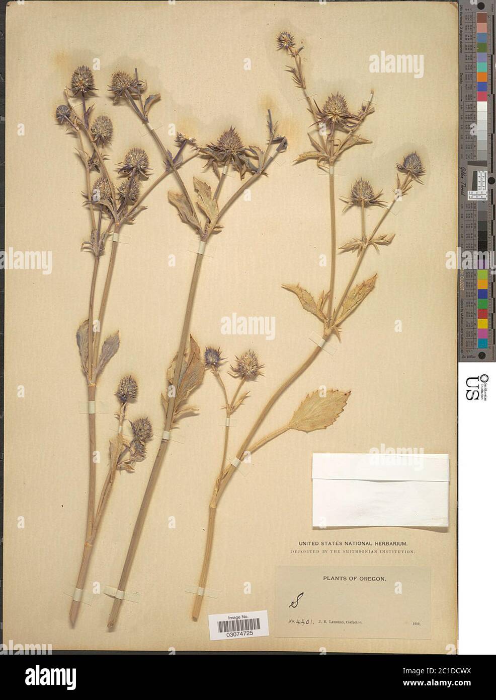 Eryngium articulatum Hook Eryngium articulatum Hook Stock Photo Alamy