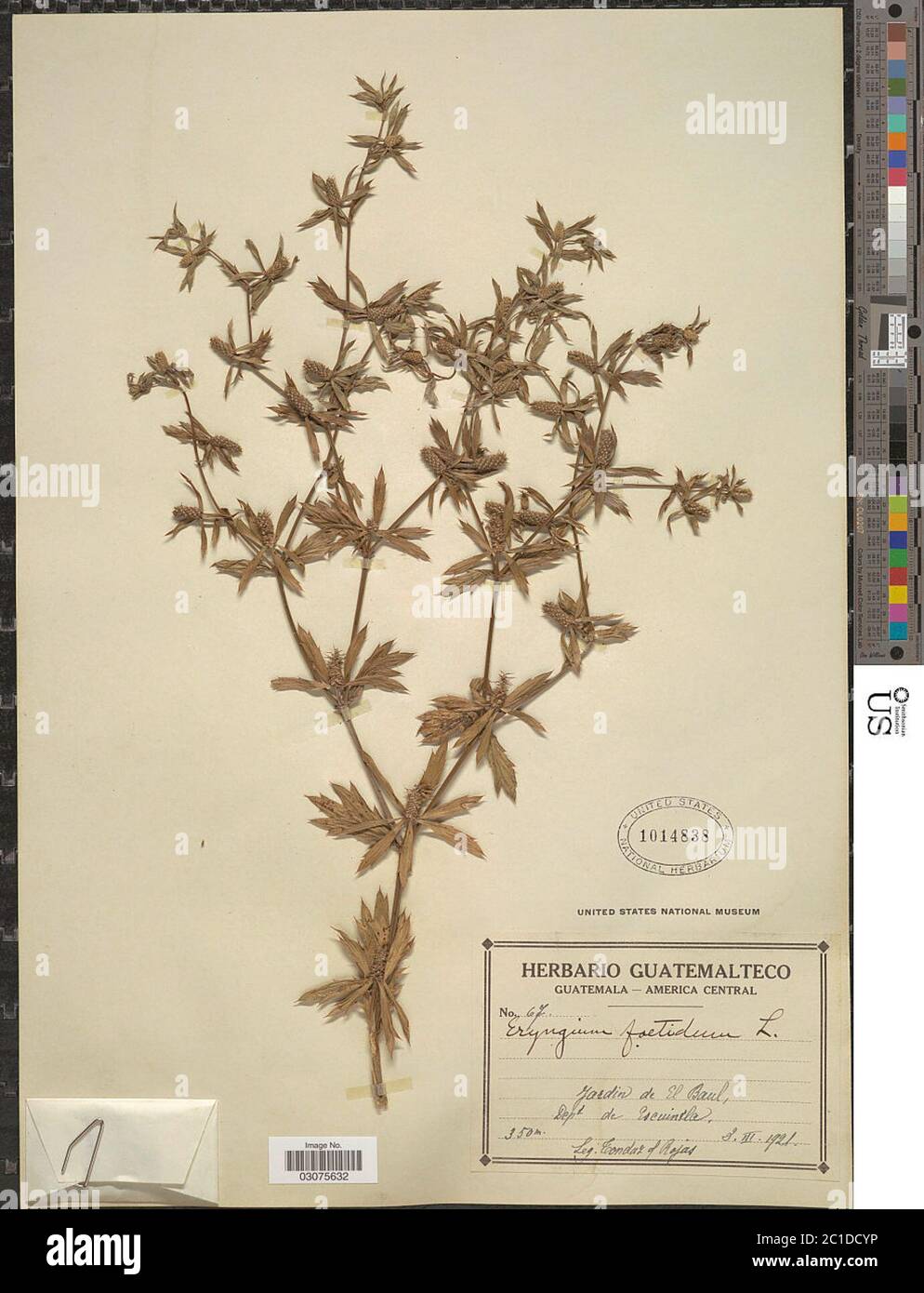 Eryngium foetidum L Eryngium foetidum L Stock Photo Alamy