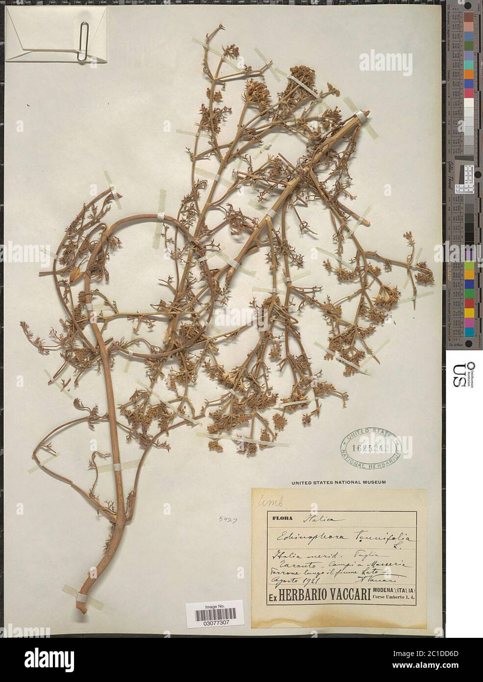 Echinophora tenuifolia Echinophora tenuifolia. Stock Photo