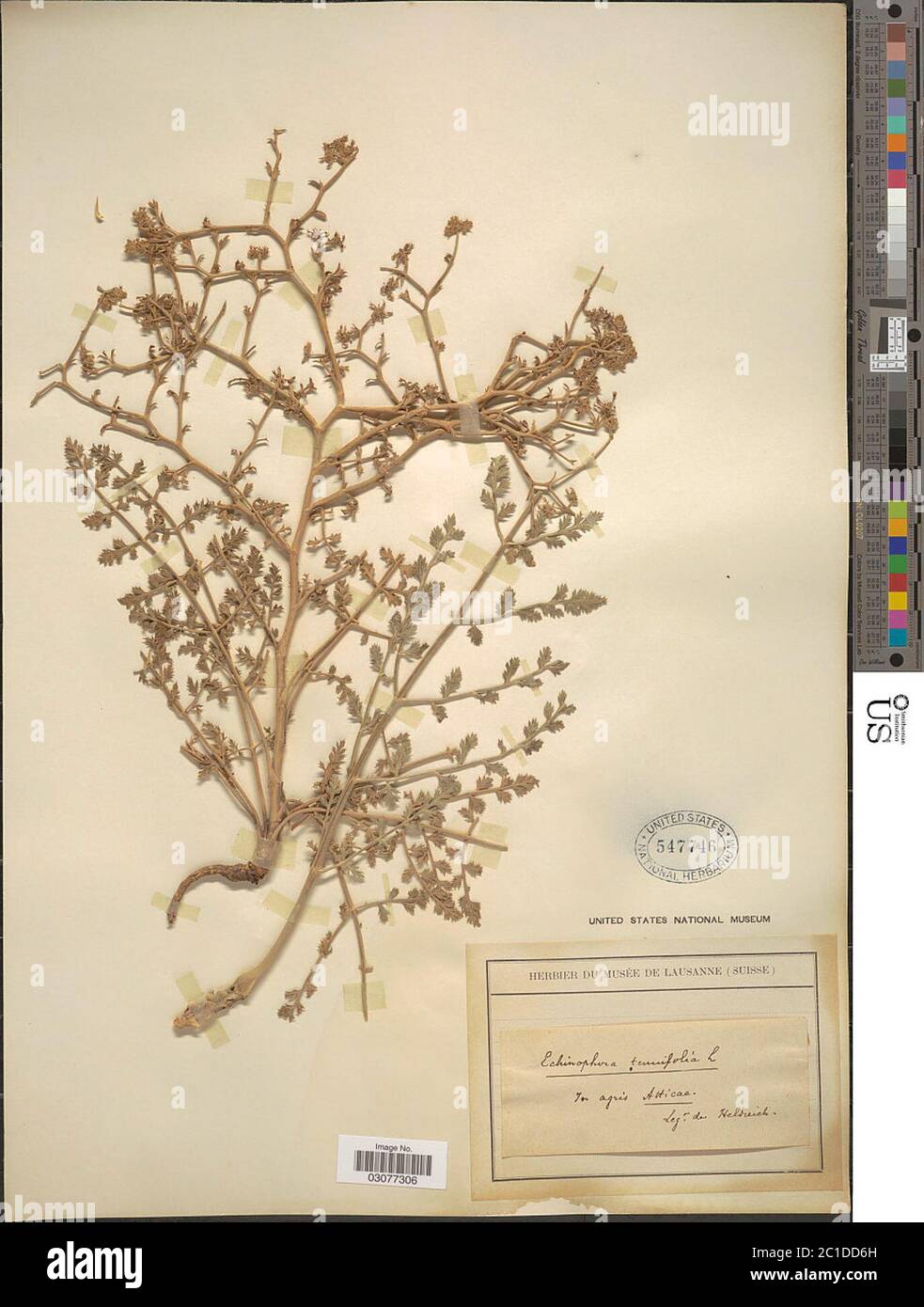 Echinophora tenuifolia Echinophora tenuifolia. Stock Photo