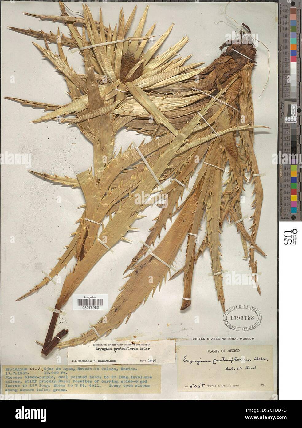 Eryngium proteiflorum F Delaroche Eryngium proteiflorum F Delaroche