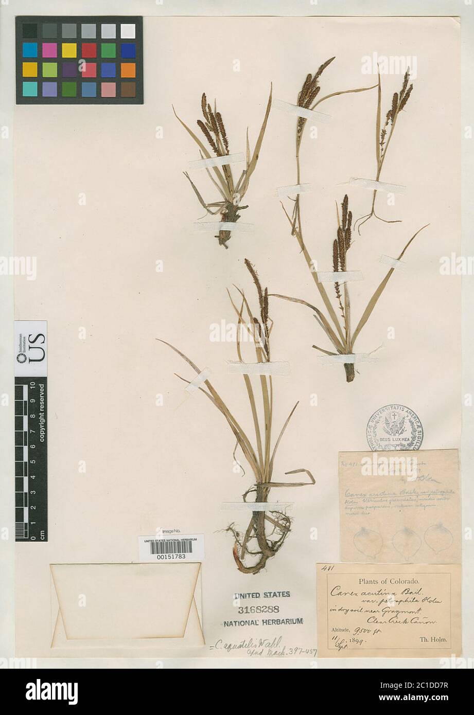 Carex acutina var petrophila Holm Carex acutina var petrophila Holm. Stock Photo