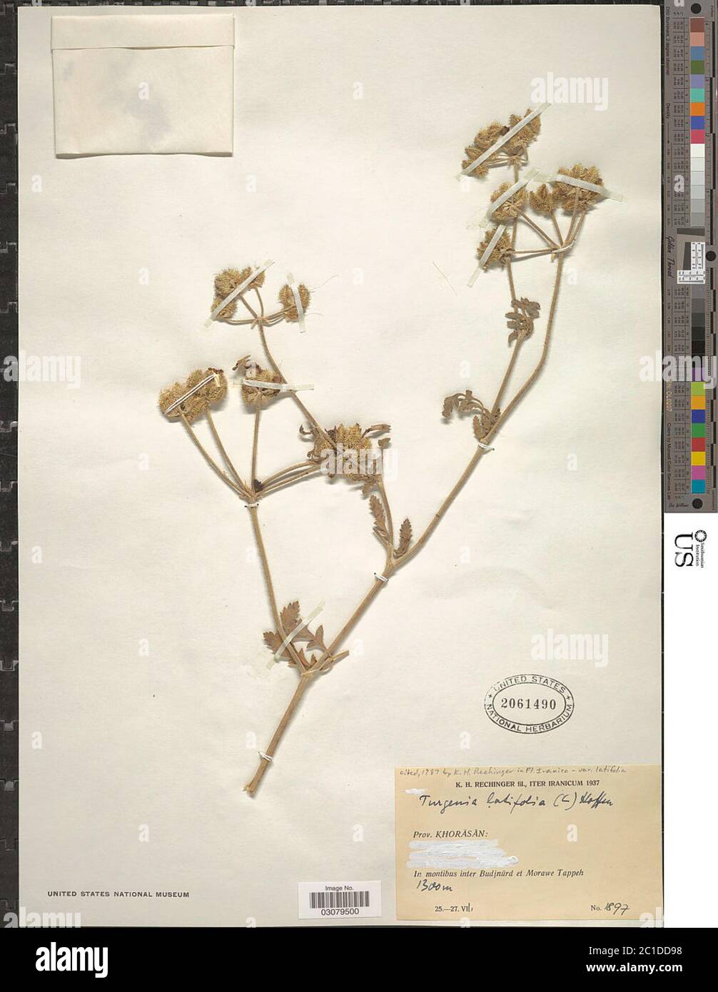 Turgenia latifolia Hoffm Turgenia latifolia Hoffm Stock Photo Alamy