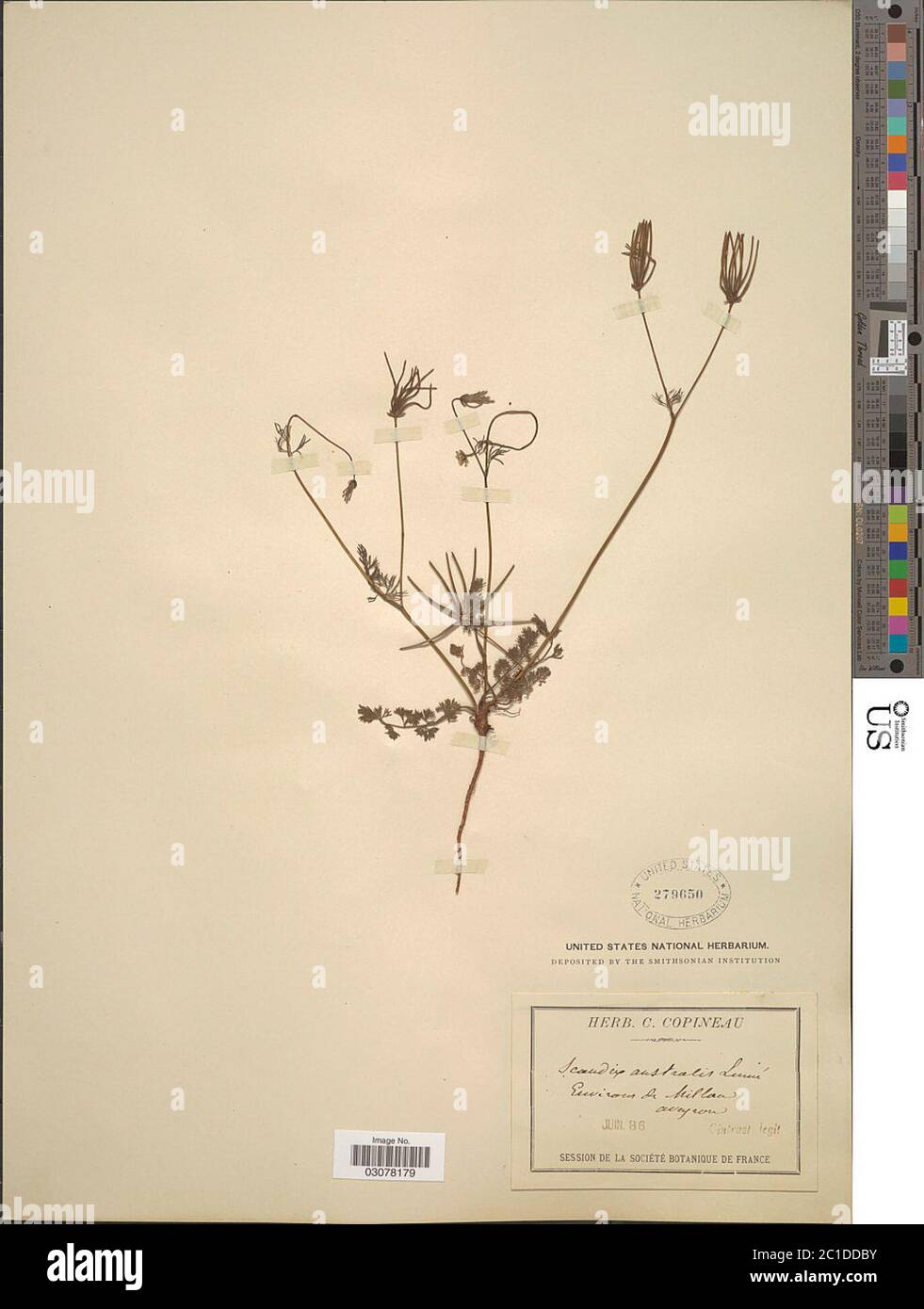 Scandix australis hires stock photography and images Alamy