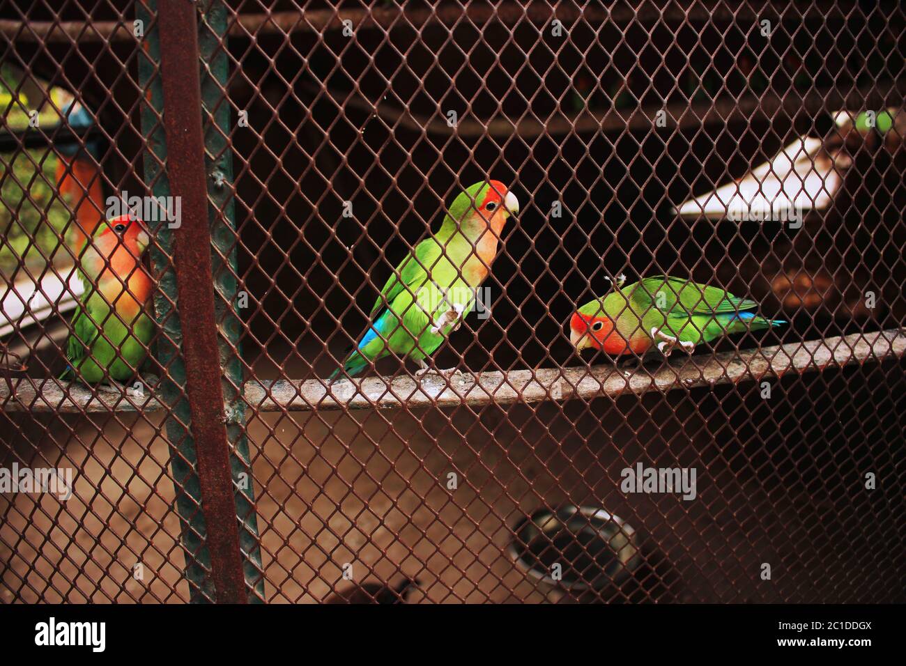 Beautiful & colorful Parrot inside the cage in Lahore Zoo, Pakistan 24