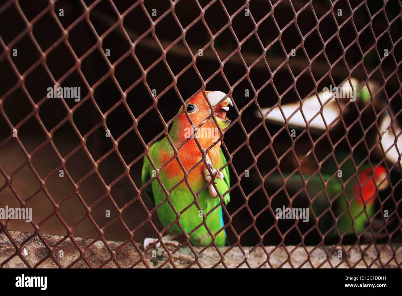 Beautiful & colorful Parrot inside the cage in Lahore Zoo, Pakistan 24