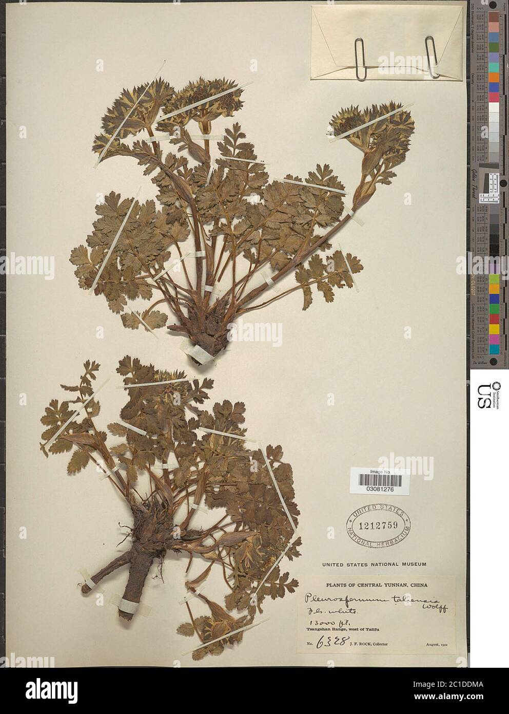 Pleurospermum taliensis Pleurospermum taliensis. Stock Photo