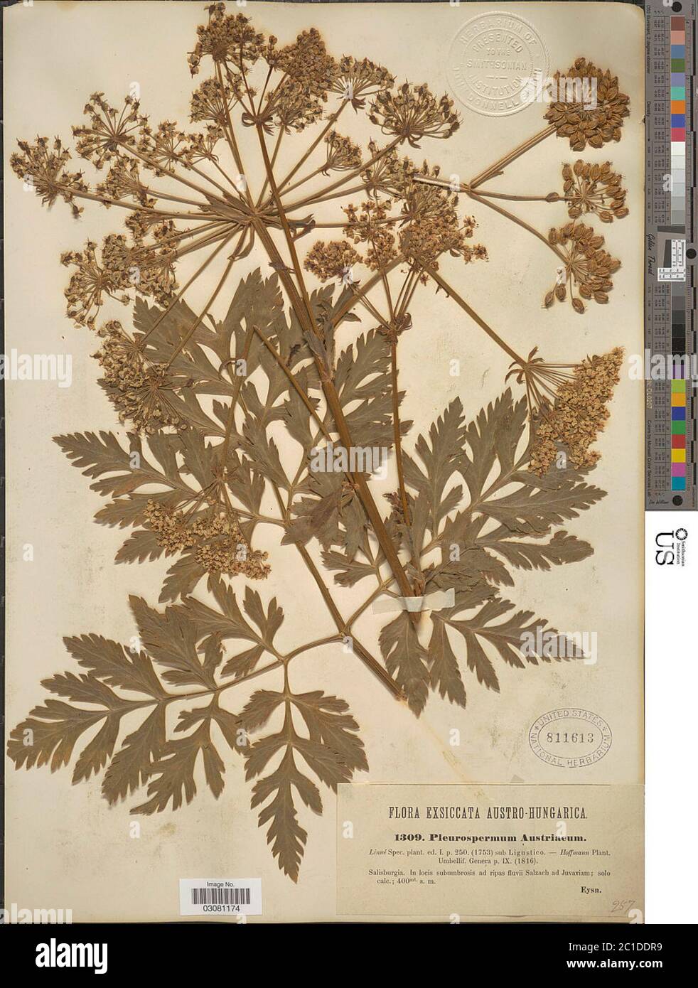 Pleurospermum austriacum L Hoffm Pleurospermum austriacum L Hoffm. Stock Photo
