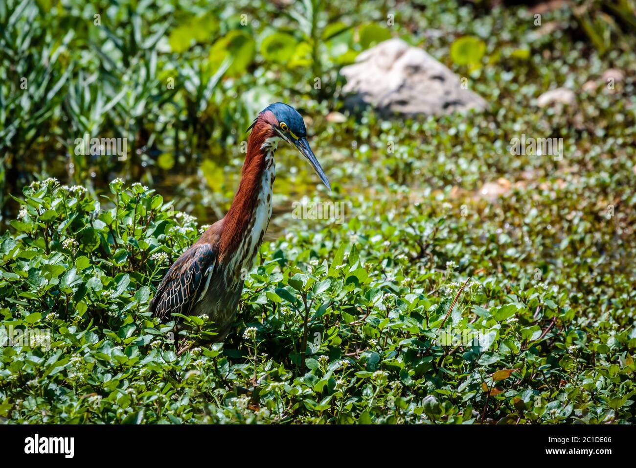 Green heron bird hunting in the marsh Stock Photo