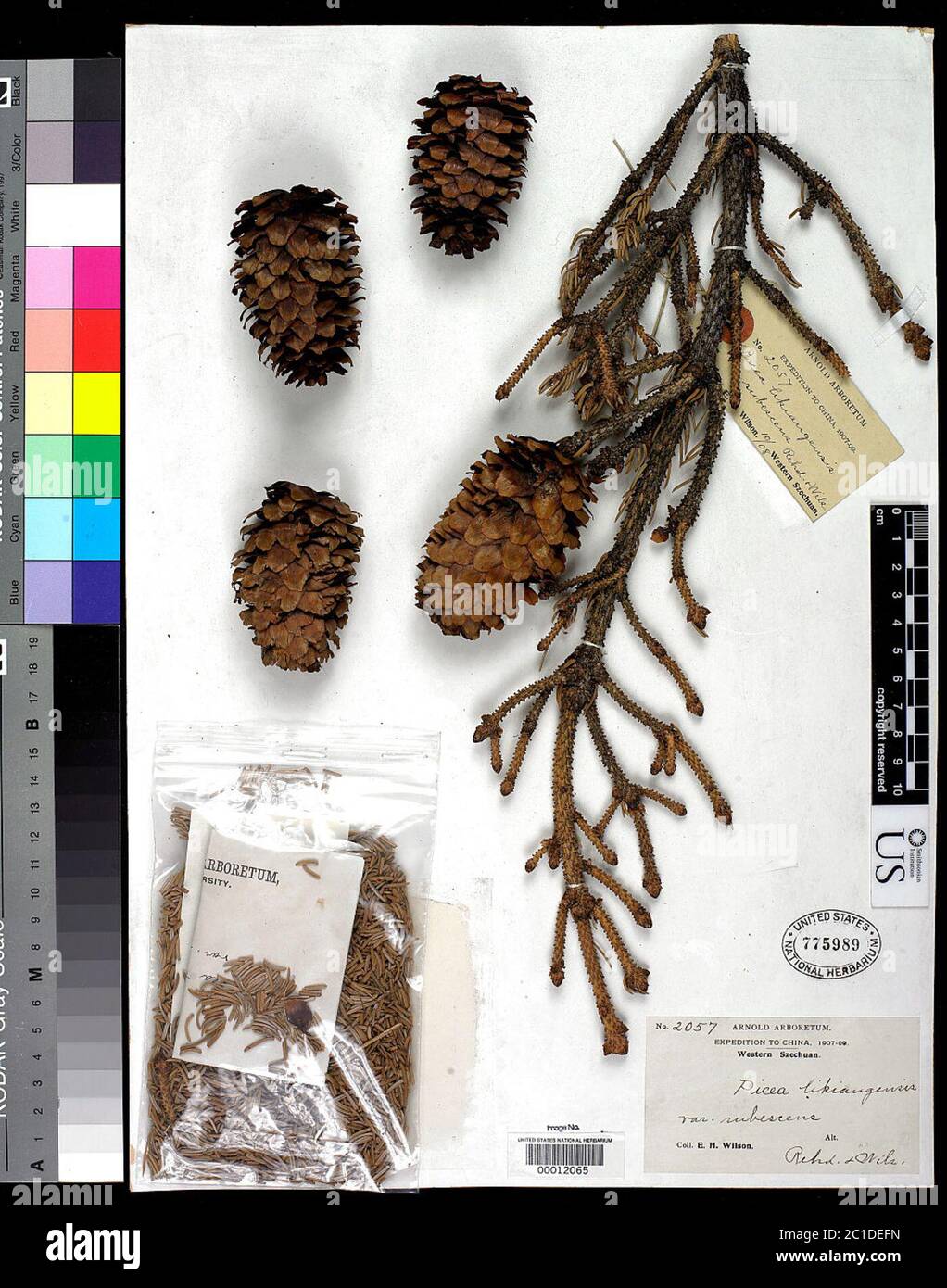 Picea likiangensis var rubescens Rehder EH Wilson in Sarg Picea likiangensis var rubescens Rehder EH Wilson in Sarg. Stock Photo