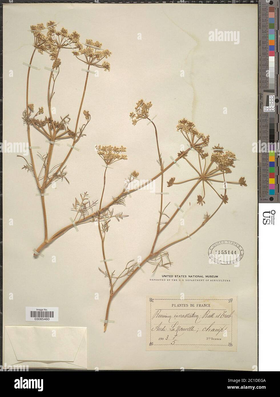 Bunium incrassatum Amo Bunium incrassatum Amo Stock Photo Alamy