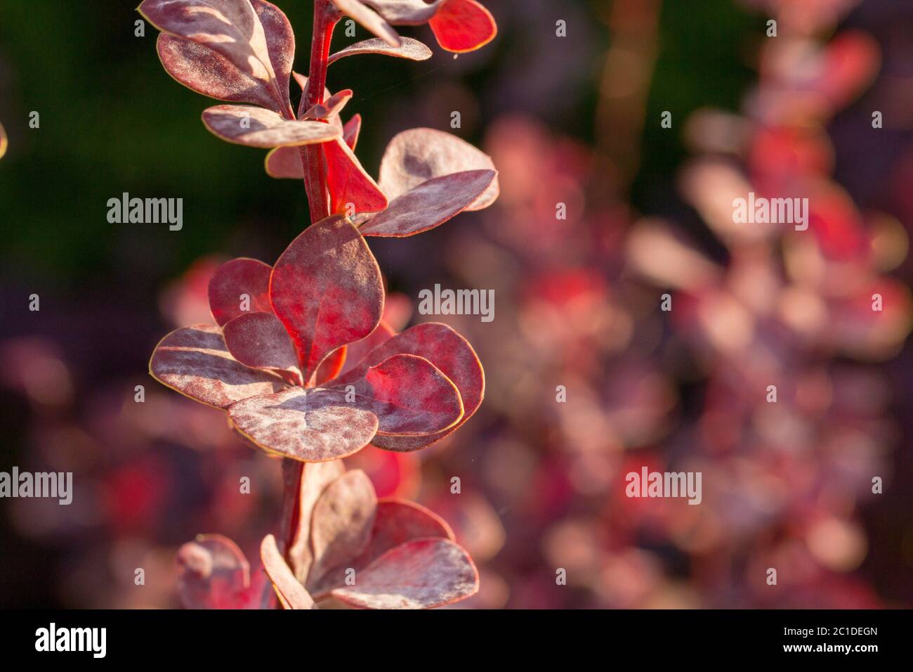 Escape barberry ill with powdery mildew, fungal disease of plants Stock Photo