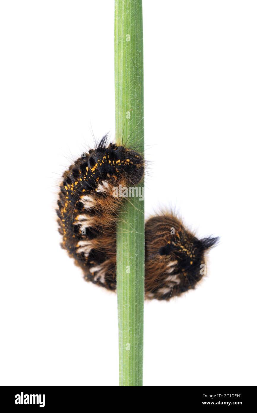 Caterpillar of Euthrix potatoria isolated on a white background Stock Photo