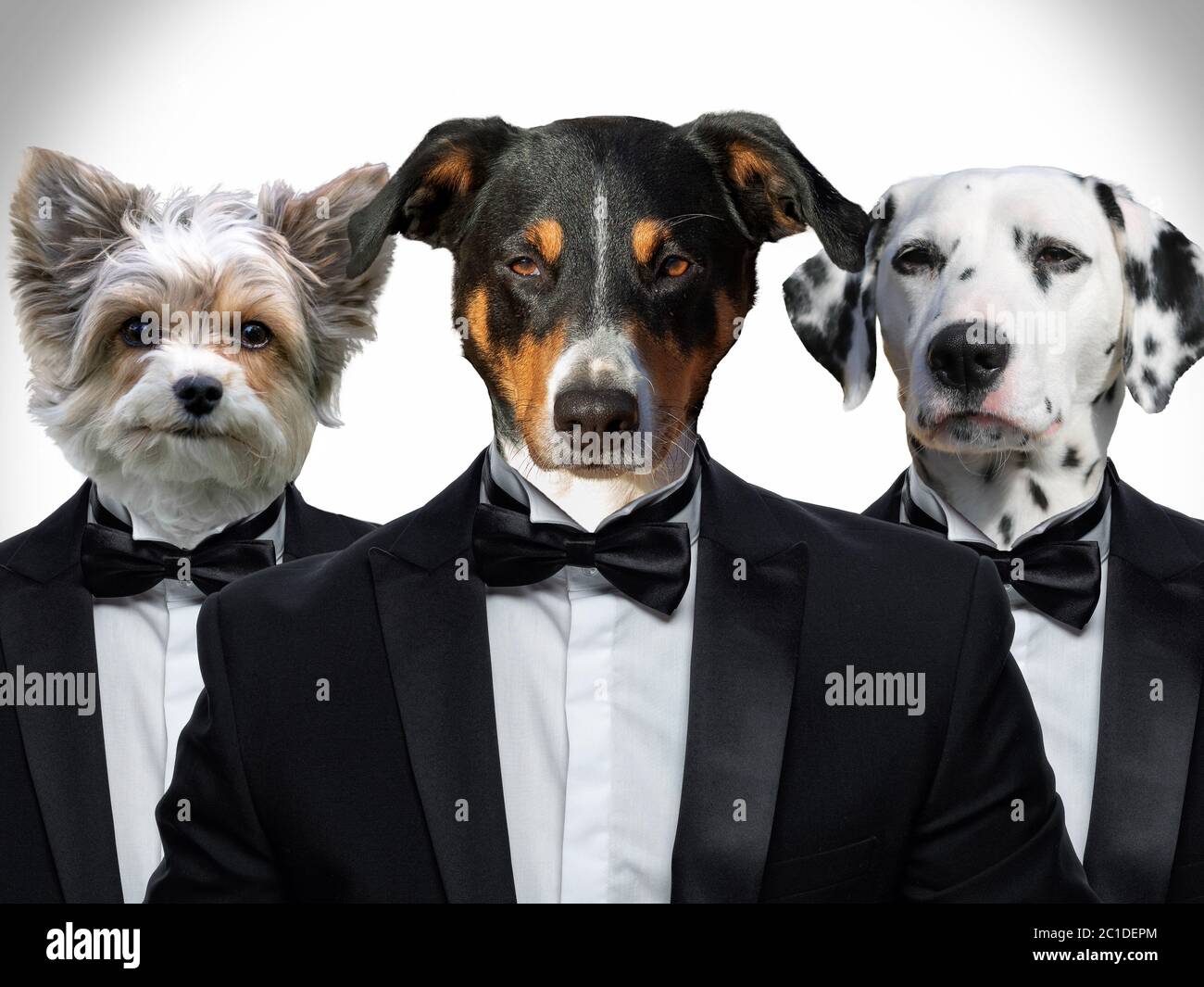 Portrait of Dogs in a business suit Stock Photo - Alamy