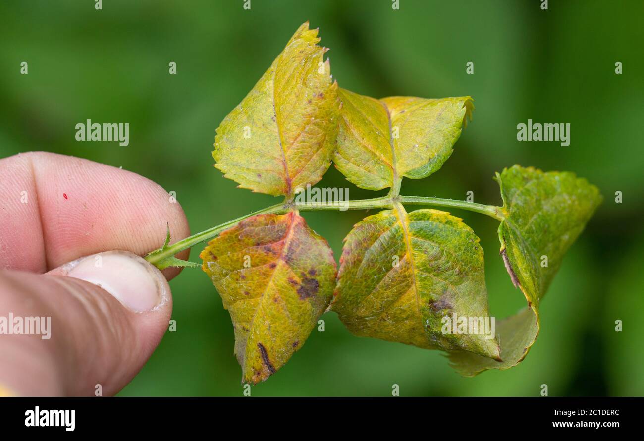 The rose leaves turned yellow due to the lack of chelates in the soil. Stock Photo