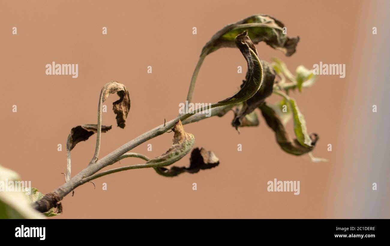 Fire blight, fireblight , apple disease caused by bacteria Erwinia