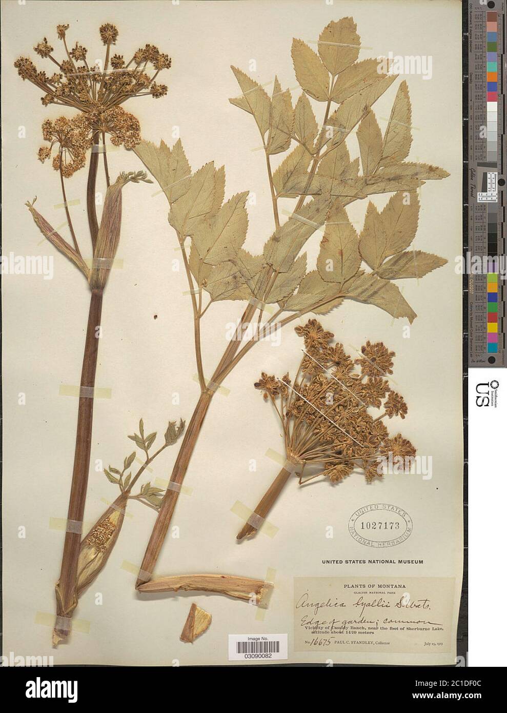 Angelica arguta Nutt Angelica arguta Nutt Stock Photo Alamy