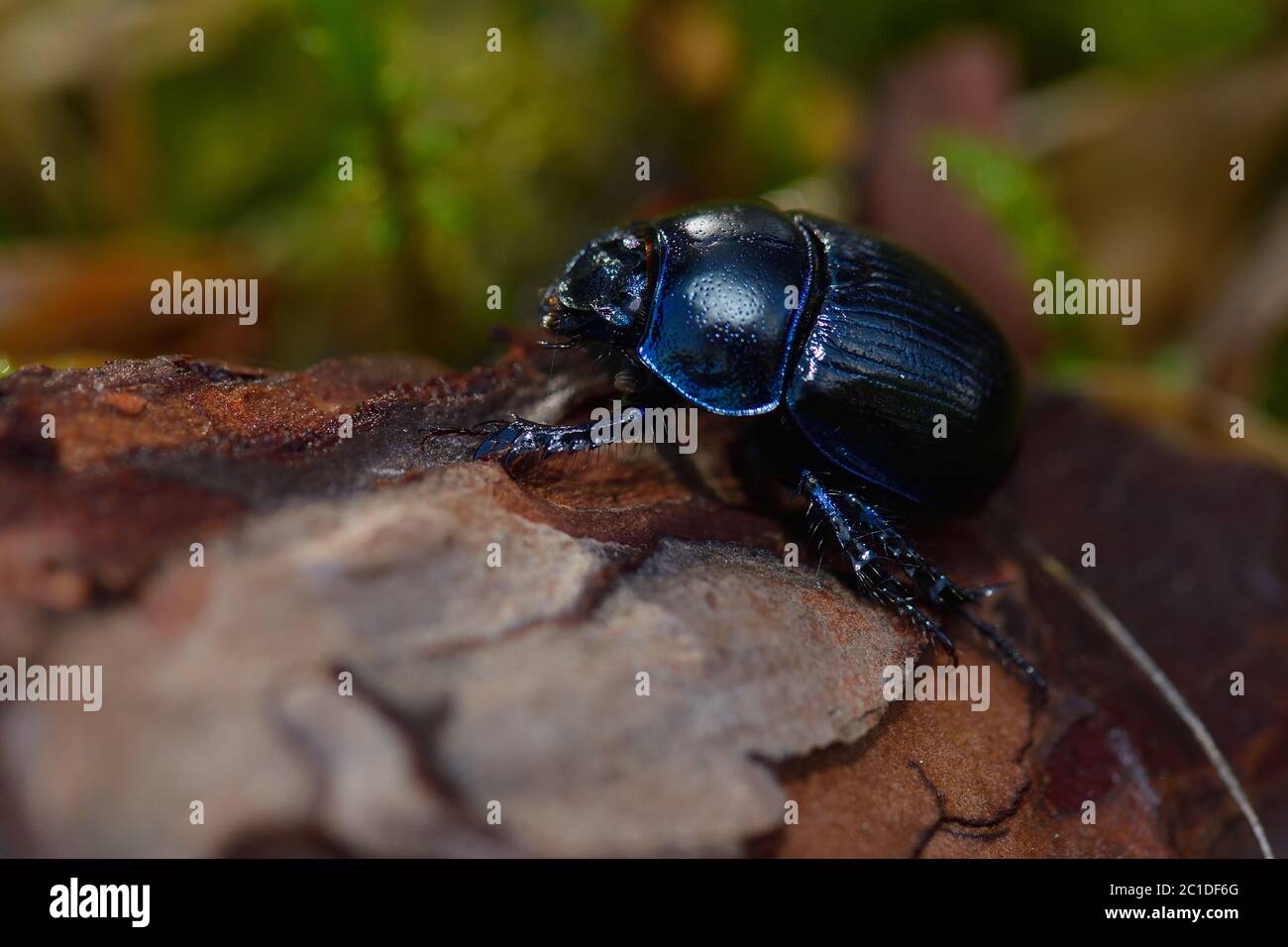 Earth-boring dung beetles in the forest Stock Photo