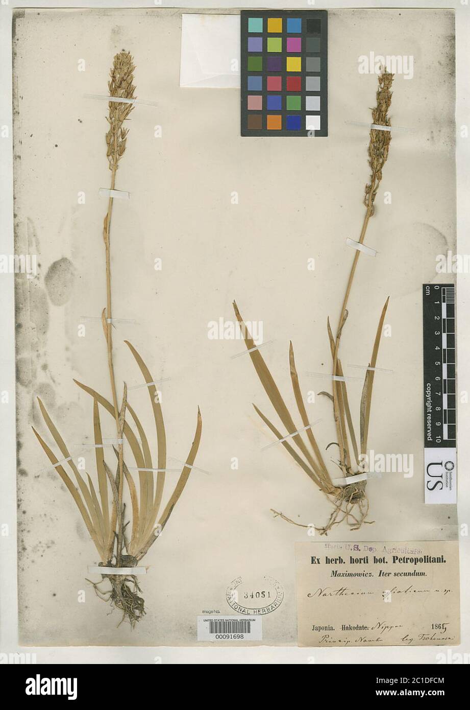 Narthecium asiaticum Maxim Narthecium asiaticum Maxim Stock Photo Alamy