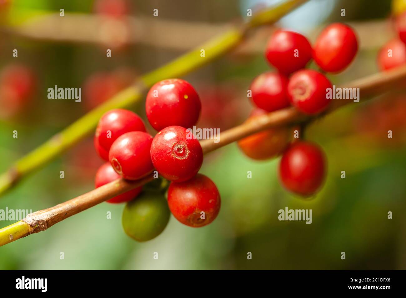 Coffee beans mature ready to pick up on tree - coffeea arabica Stock Photo