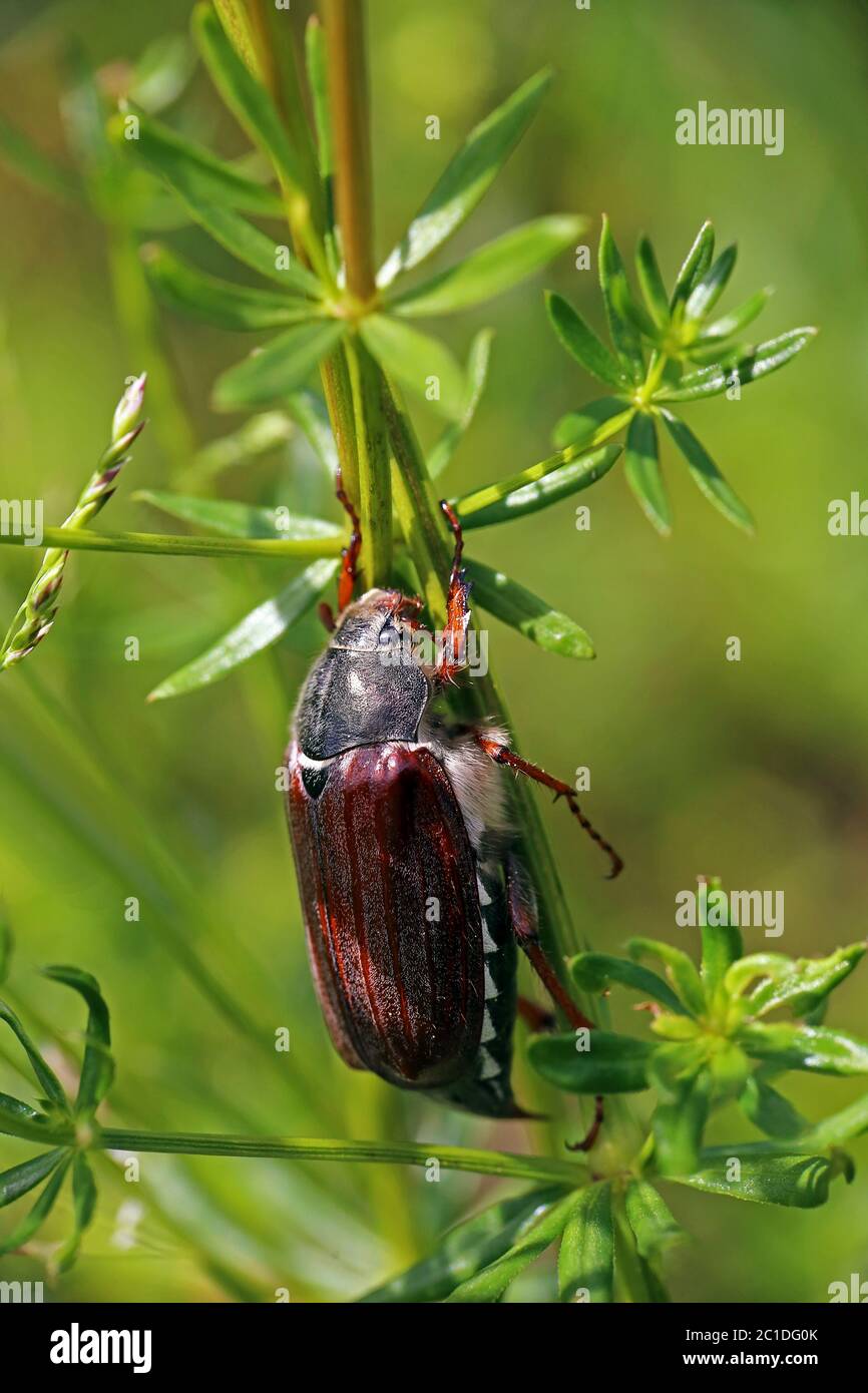 maikbeetle melolontha melolontha from the imperial chair Stock Photo