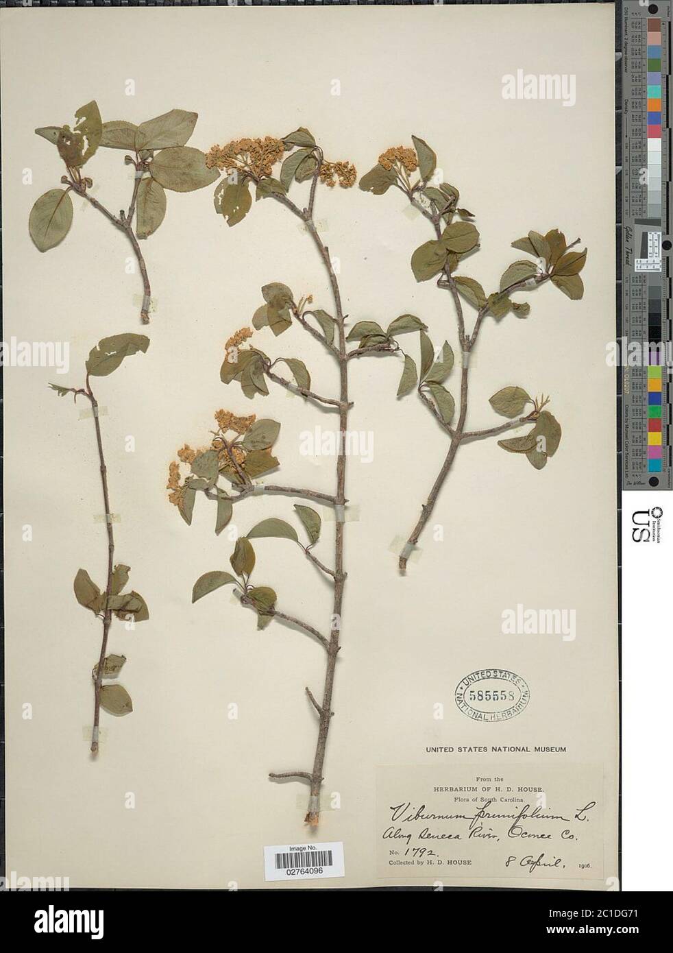 Viburnum prunifolium L Viburnum prunifolium L Stock Photo Alamy