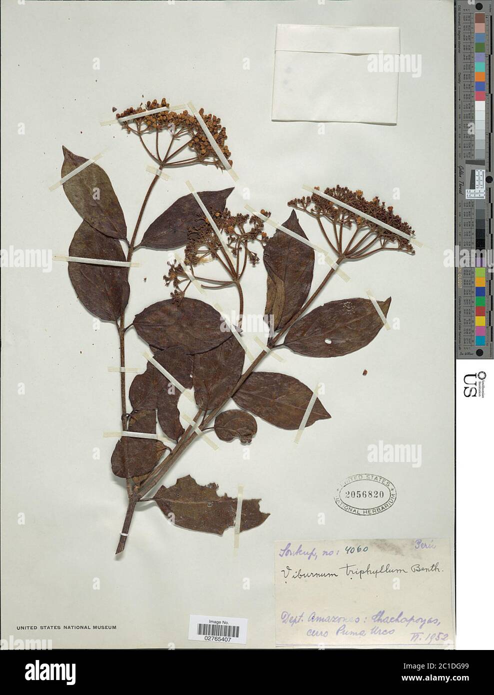 Viburnum triphyllum Benth Viburnum triphyllum Benth Stock Photo Alamy