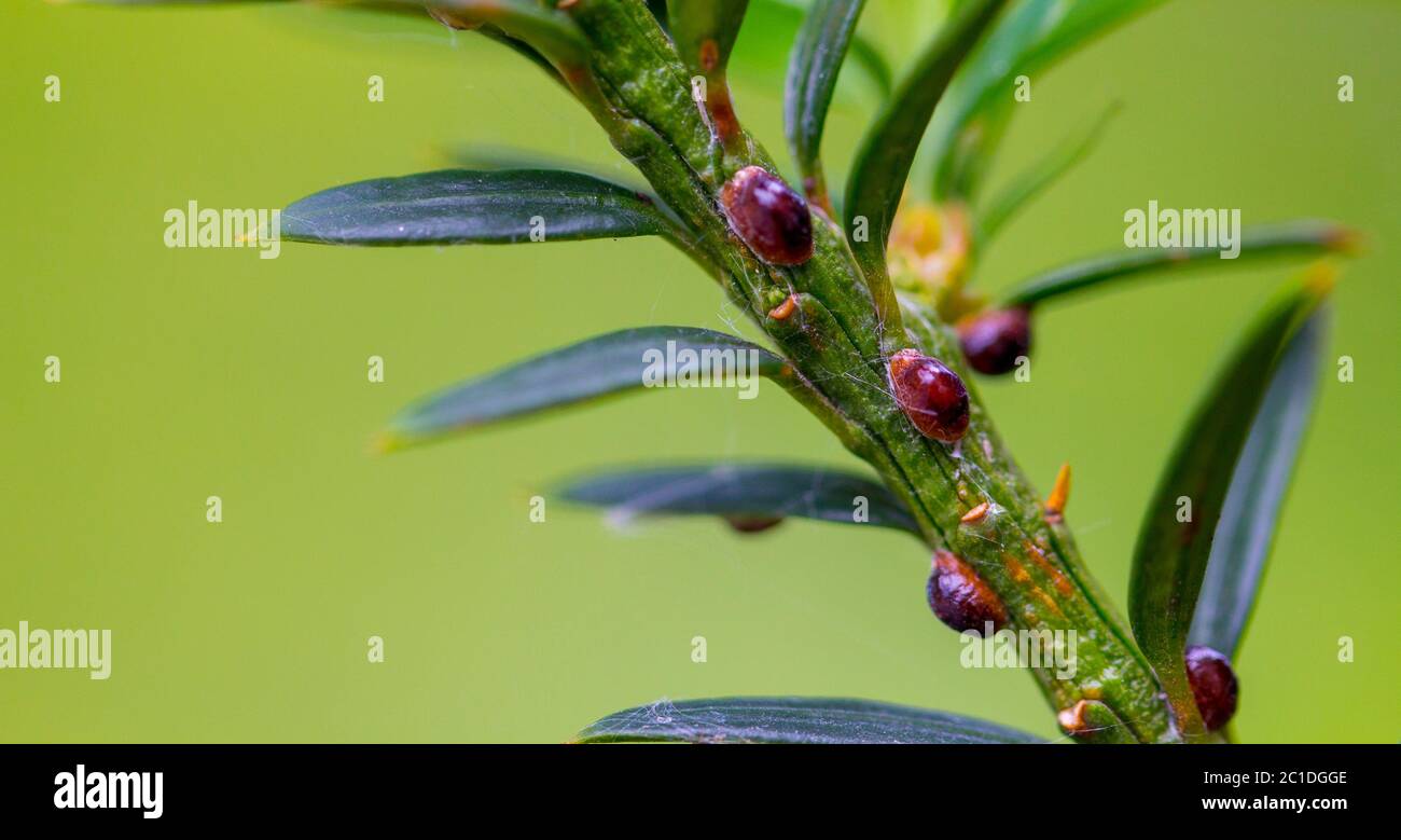 Diaspididae Pest Is An Insect On The Leaves Of Thuja Tees Close Up Stock Photo Alamy