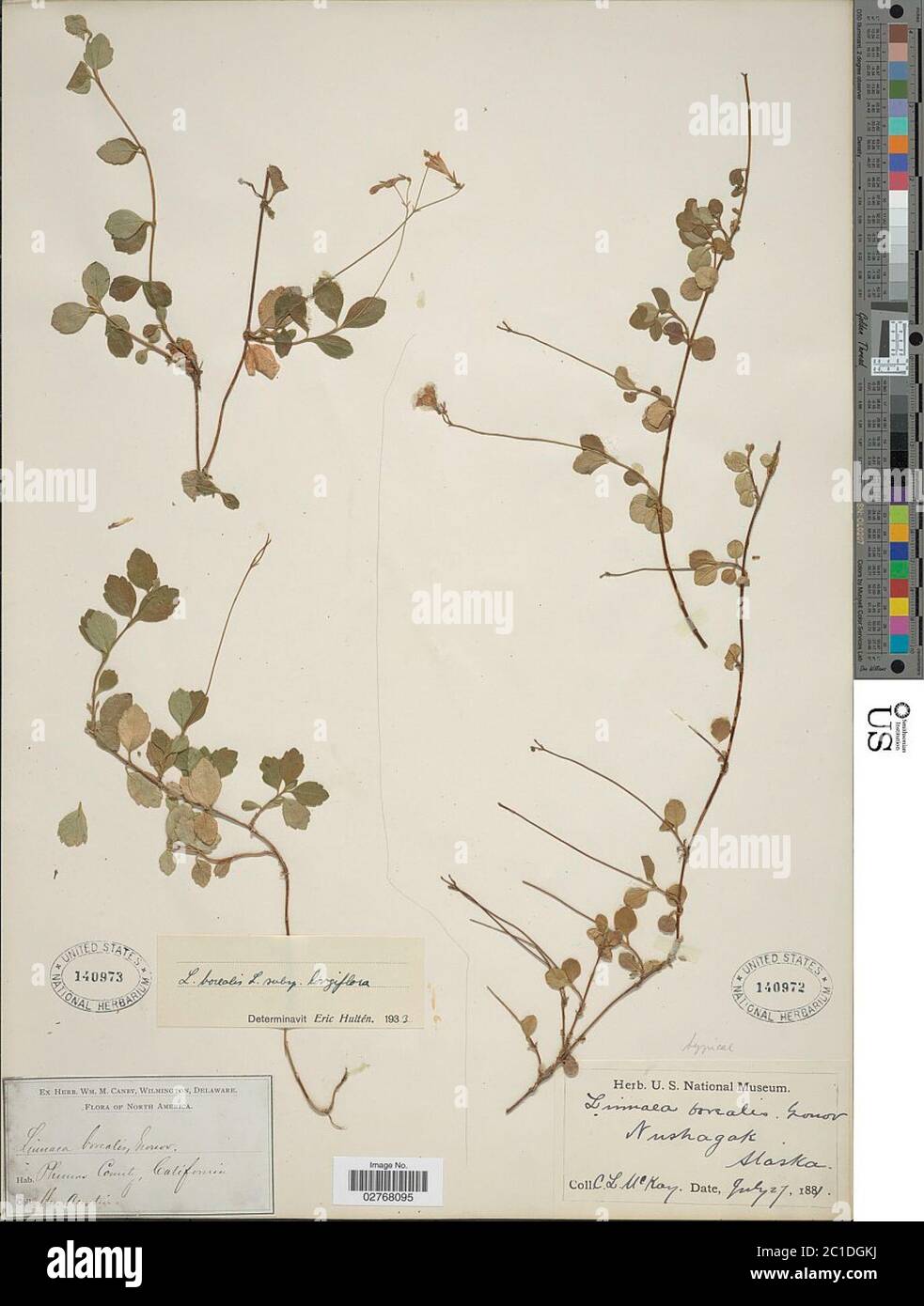 Linnaea borealis subsp longiflora Torr Piper Beattie Linnaea borealis subsp longiflora Torr Piper Beattie. Stock Photo