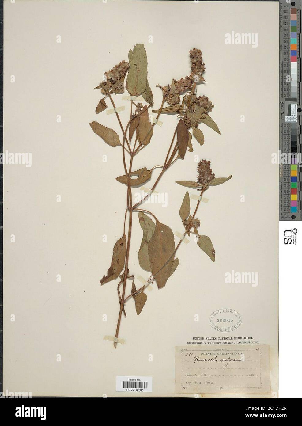 Prunella vulgaris L Prunella vulgaris L Stock Photo - Alamy