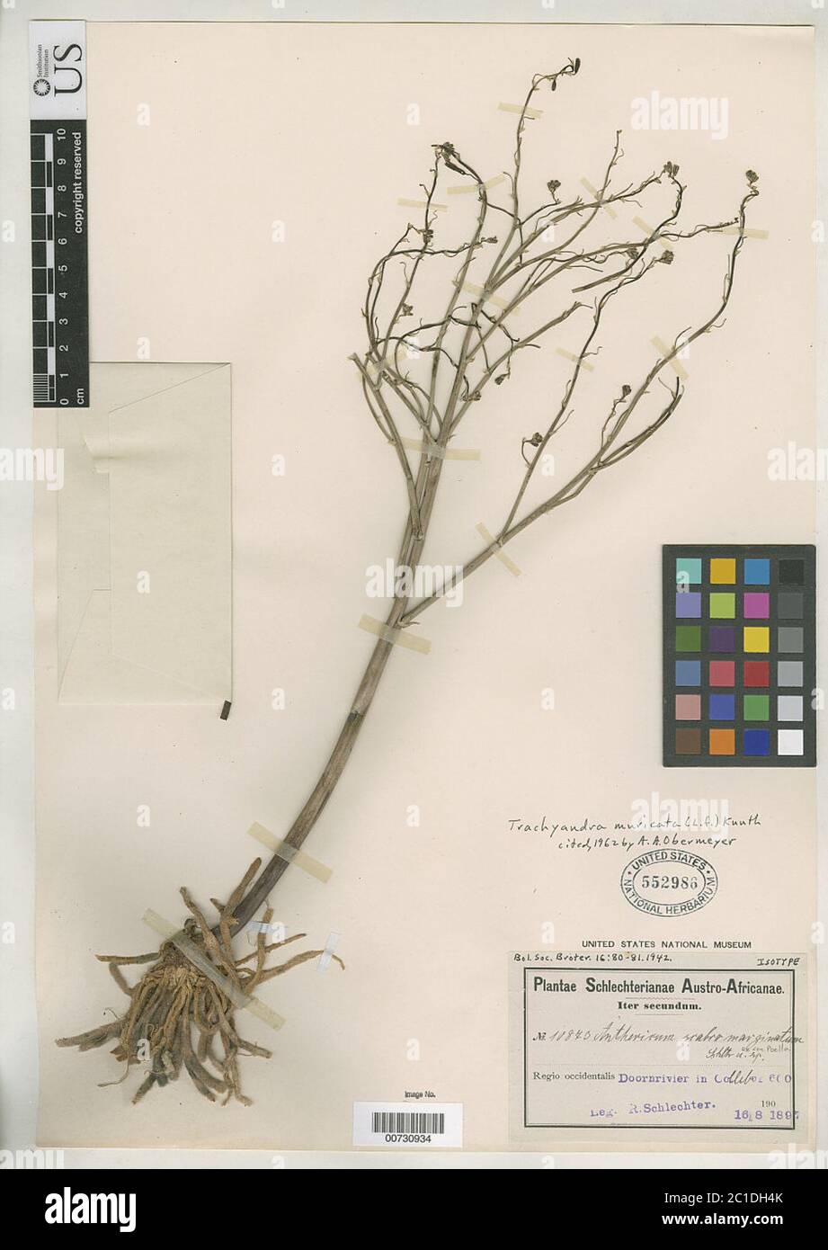 Anthericum scabromarginatum Schltr ex Poelln Anthericum scabromarginatum Schltr ex Poelln. Stock Photo