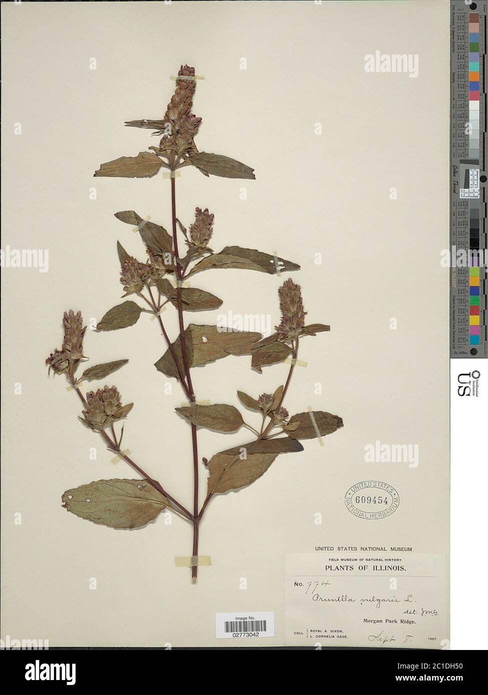 Prunella vulgaris L Prunella vulgaris L Stock Photo - Alamy