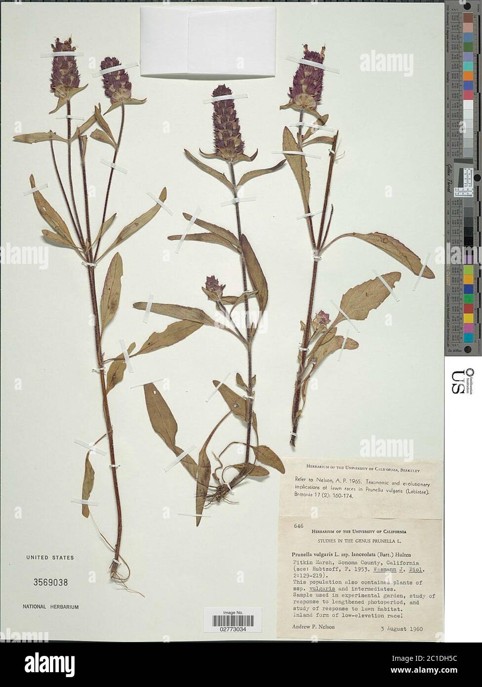 Prunella vulgaris L Prunella vulgaris L Stock Photo - Alamy