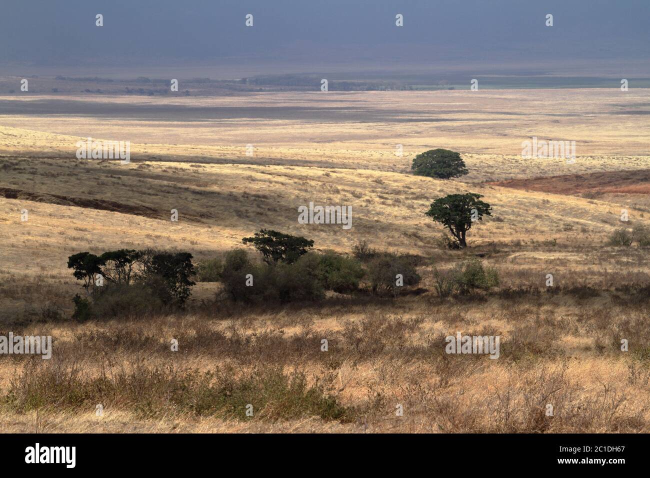 The Savannah of the Serengeti in Tanzania Stock Photo